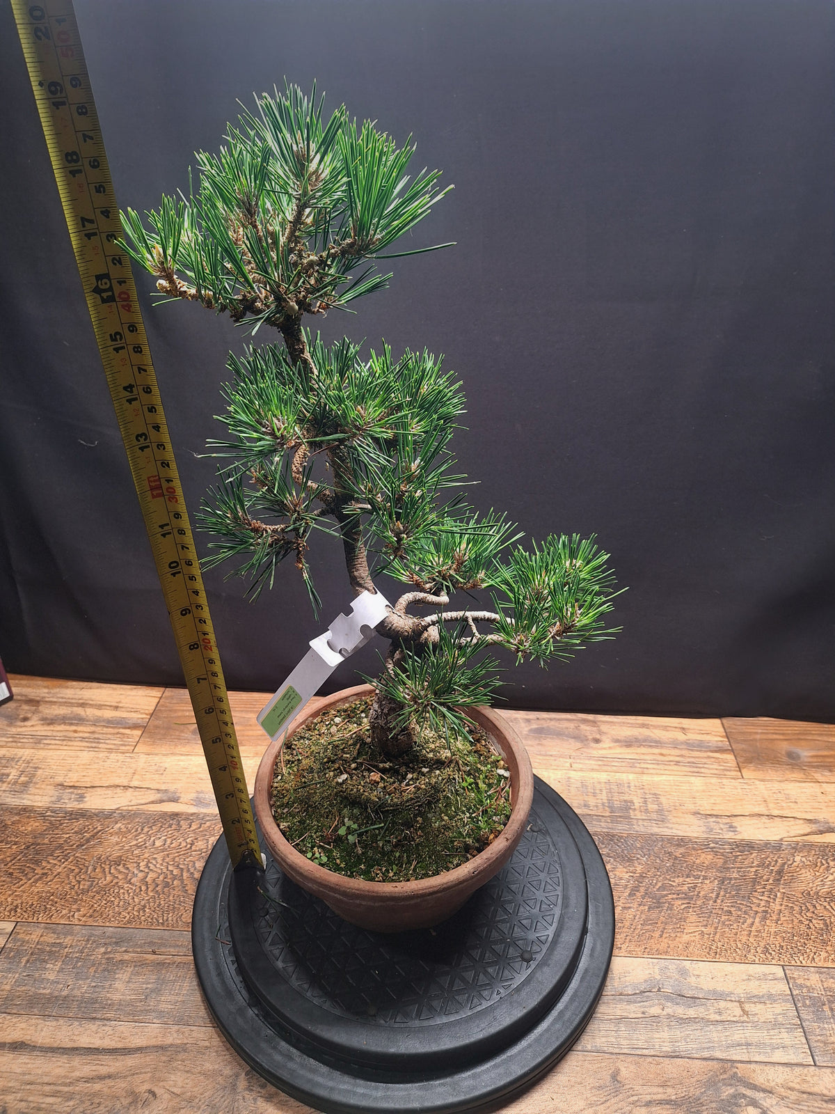 Japanese black pine Bonsai-Kobotuki #766