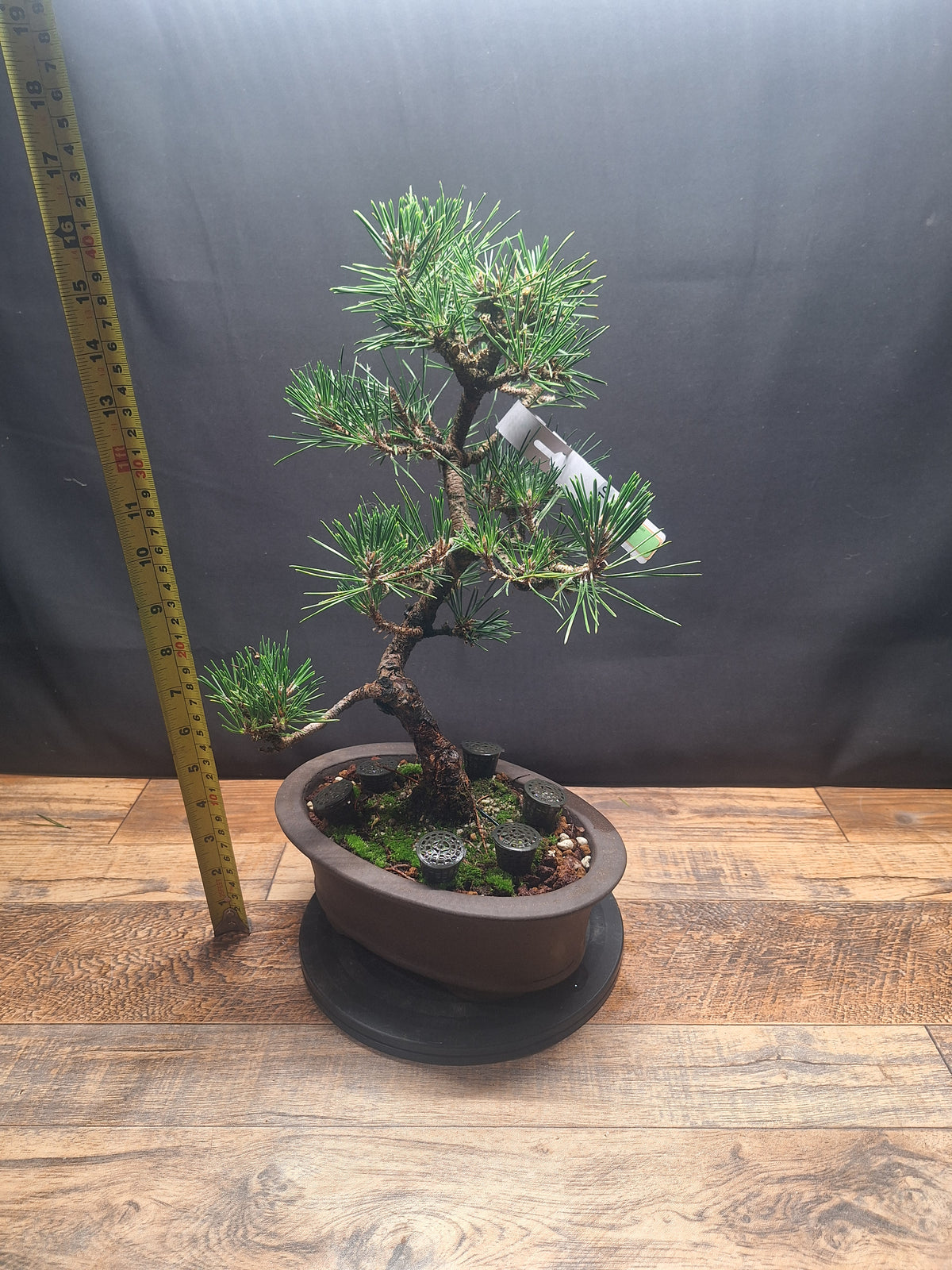 Japanese black pine Bonsai -Pinus Thumbergii Kobotuki #810