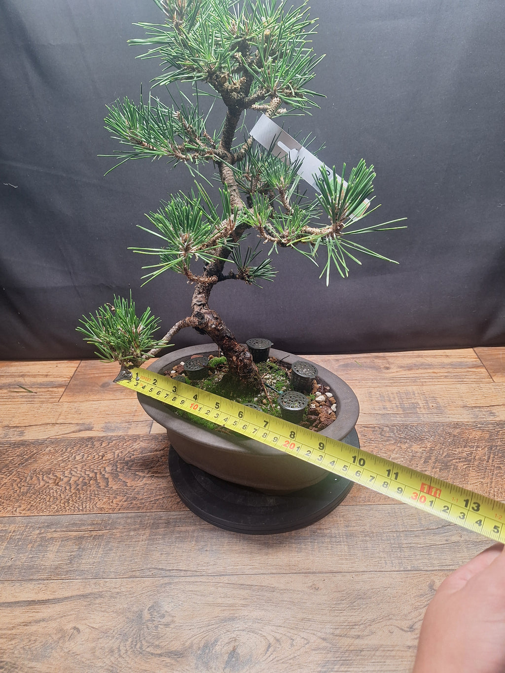 Japanese black pine Bonsai -Pinus Thumbergii Kobotuki #810