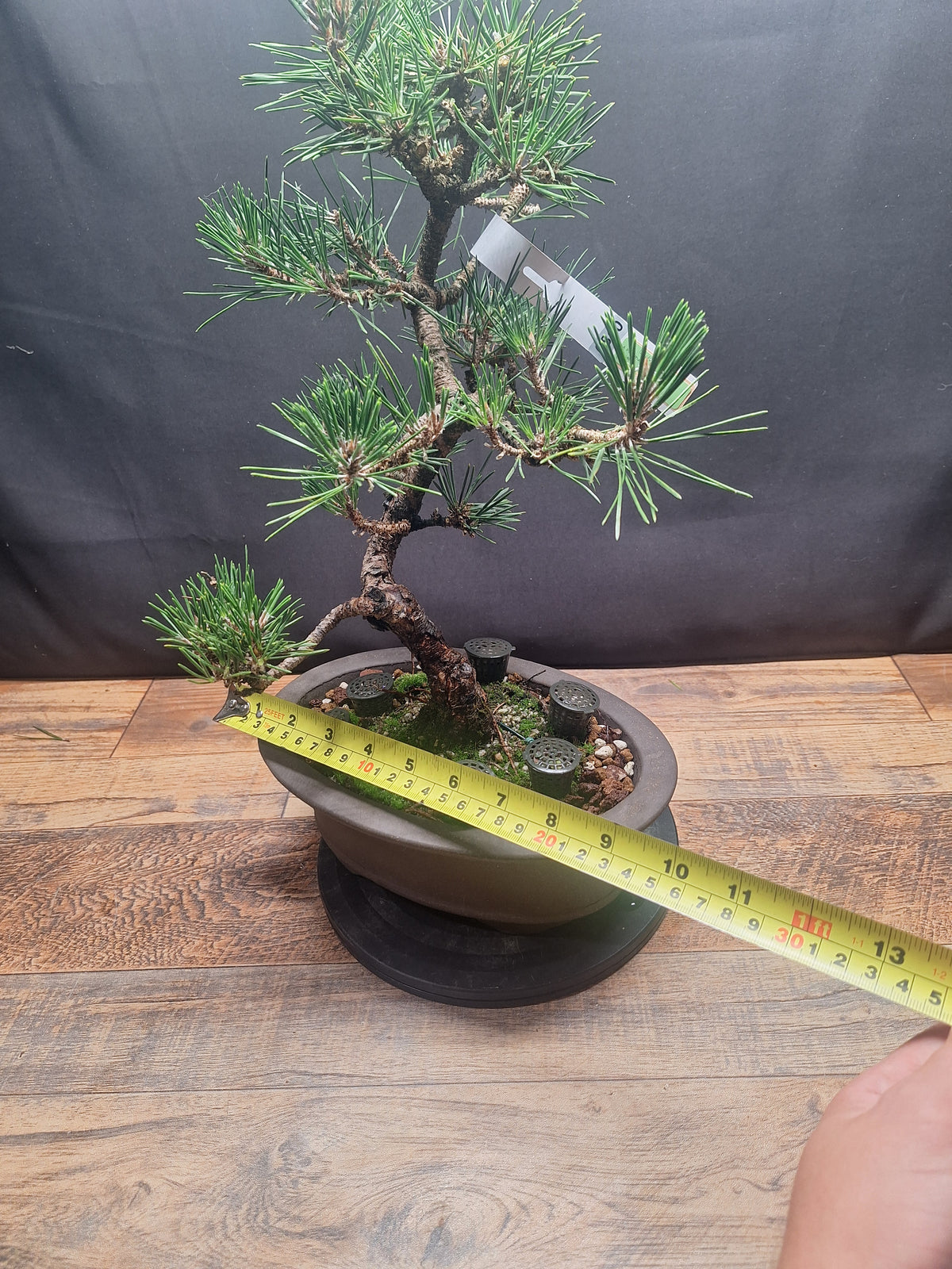 Japanese black pine Bonsai -Pinus Thumbergii Kobotuki #810