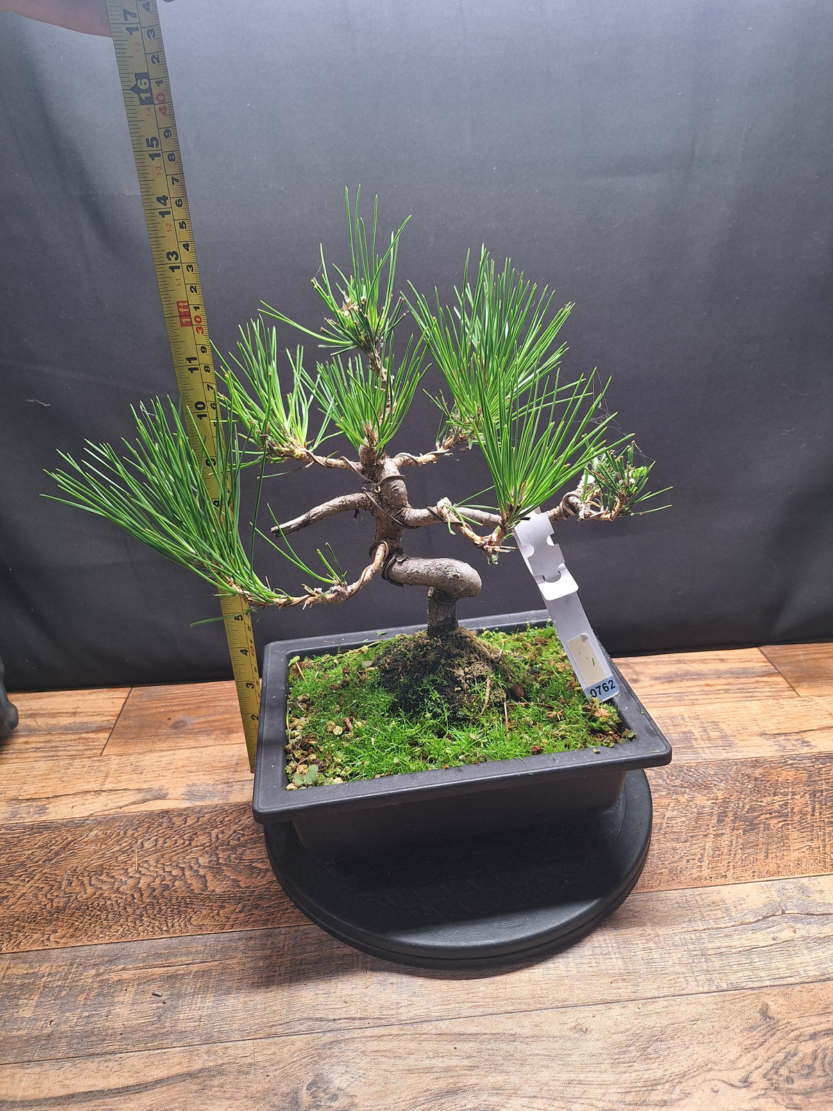 Japanese black pine bonsai tree -Pinus Thumbergii #762