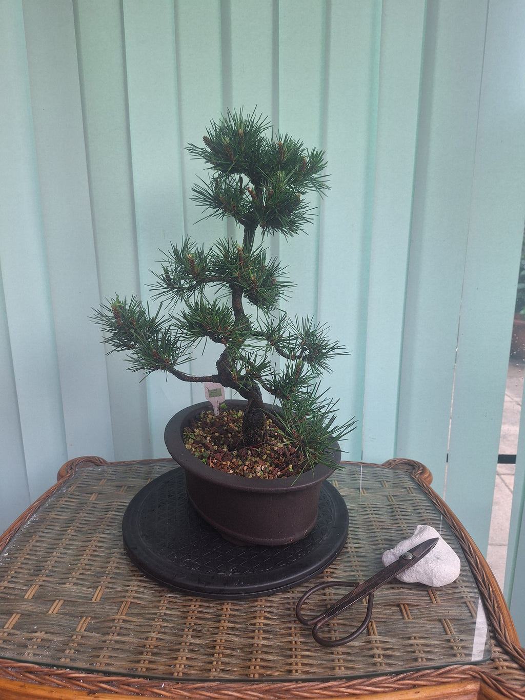 Japanese black pine bonsai tree kobotukii 20"