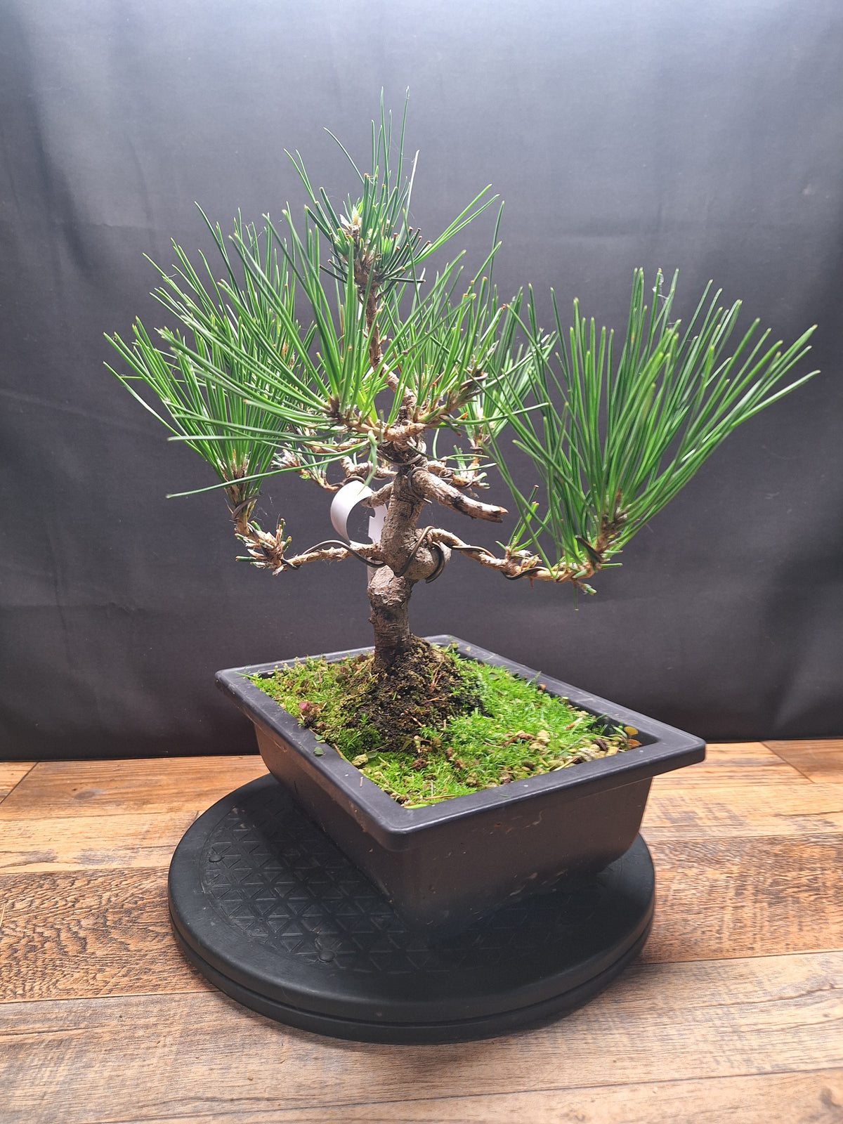 Japanese black pine bonsai tree -Pinus Thumbergii #762