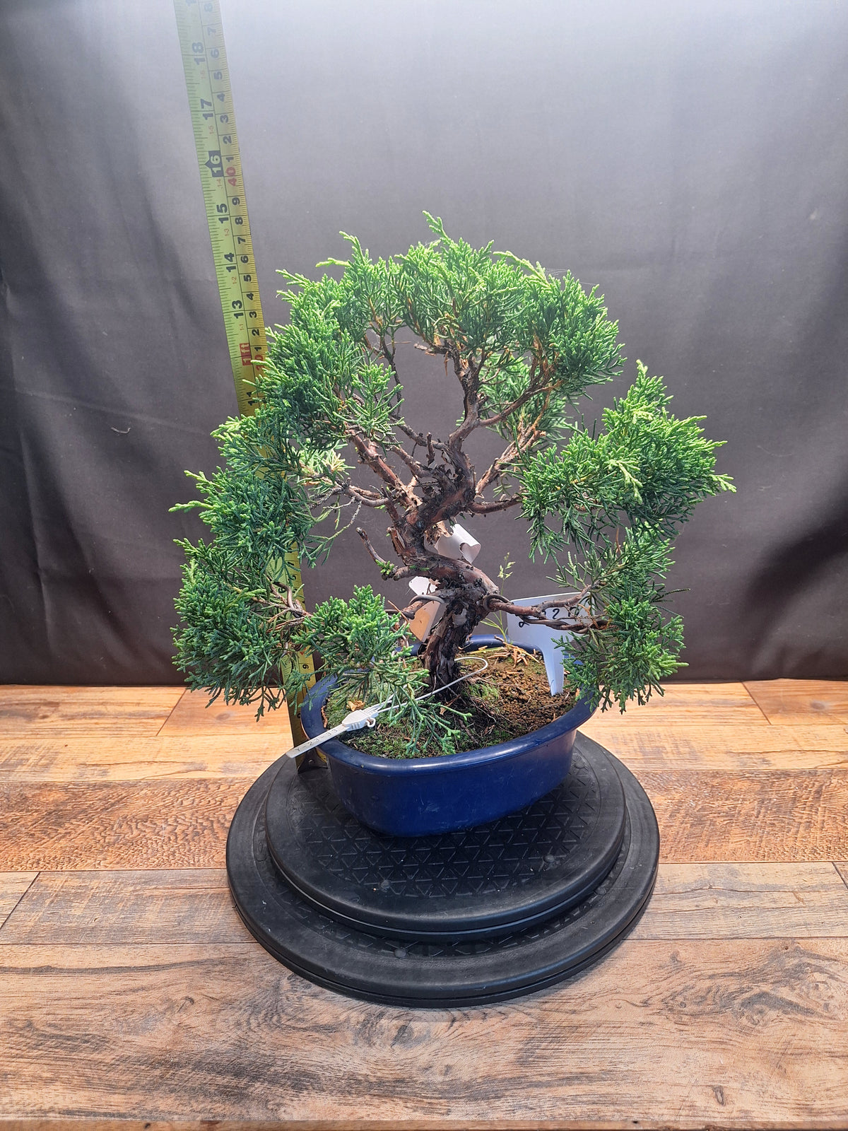 Japanese import Juniper Bonsai tree #694