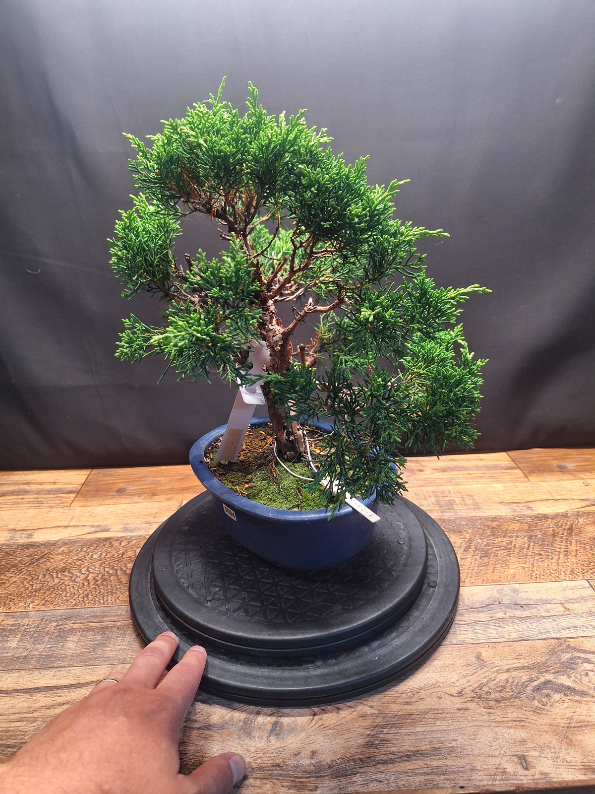 Japanese import Juniper Bonsai tree #694