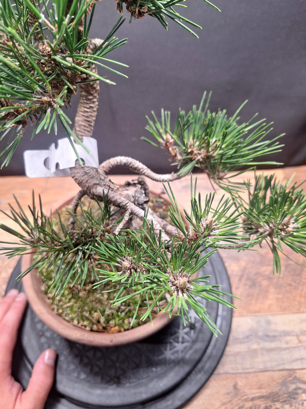 Japanese black pine Bonsai-Kobotuki #766