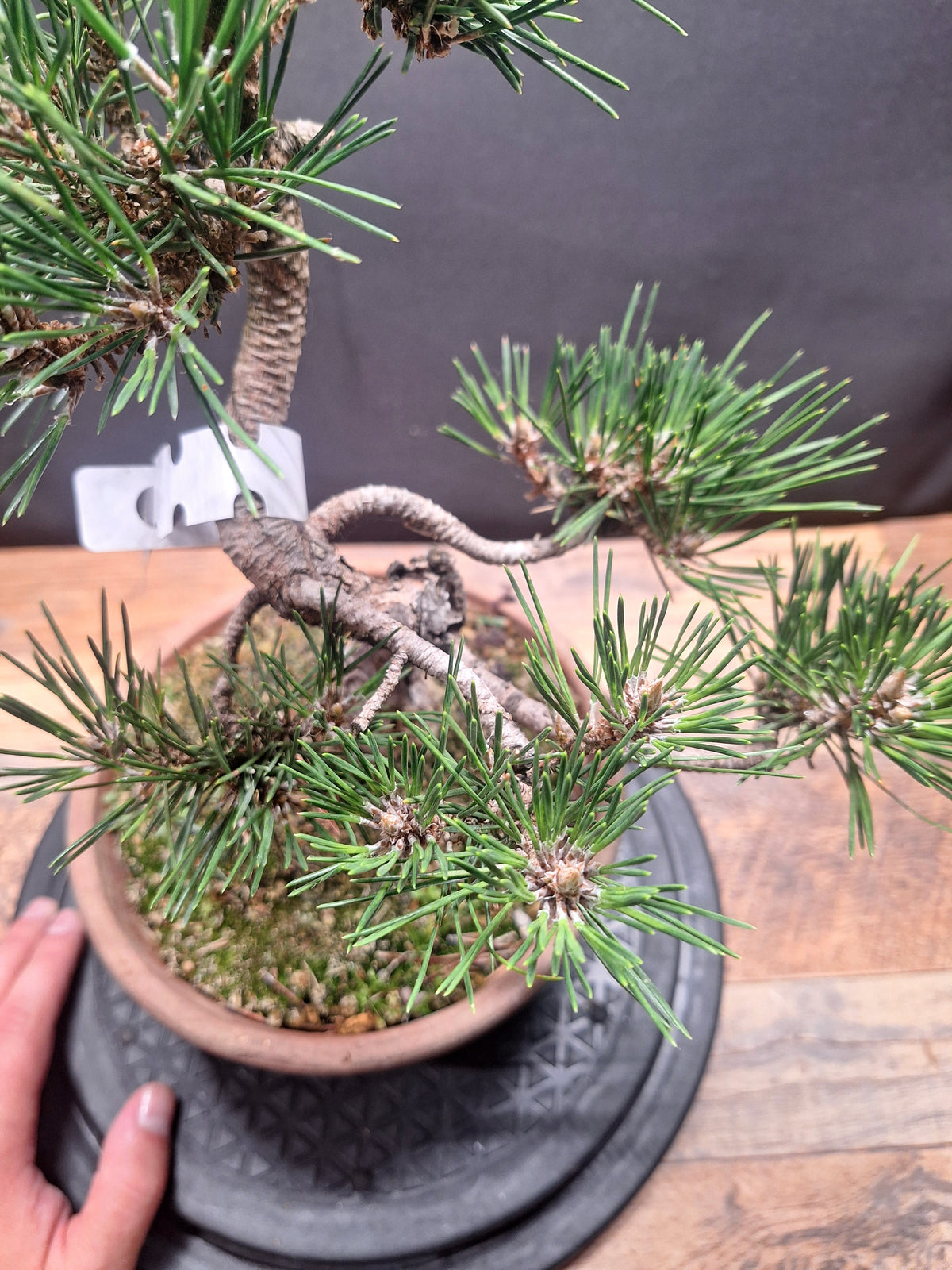 Japanese black pine Bonsai-Kobotuki #766