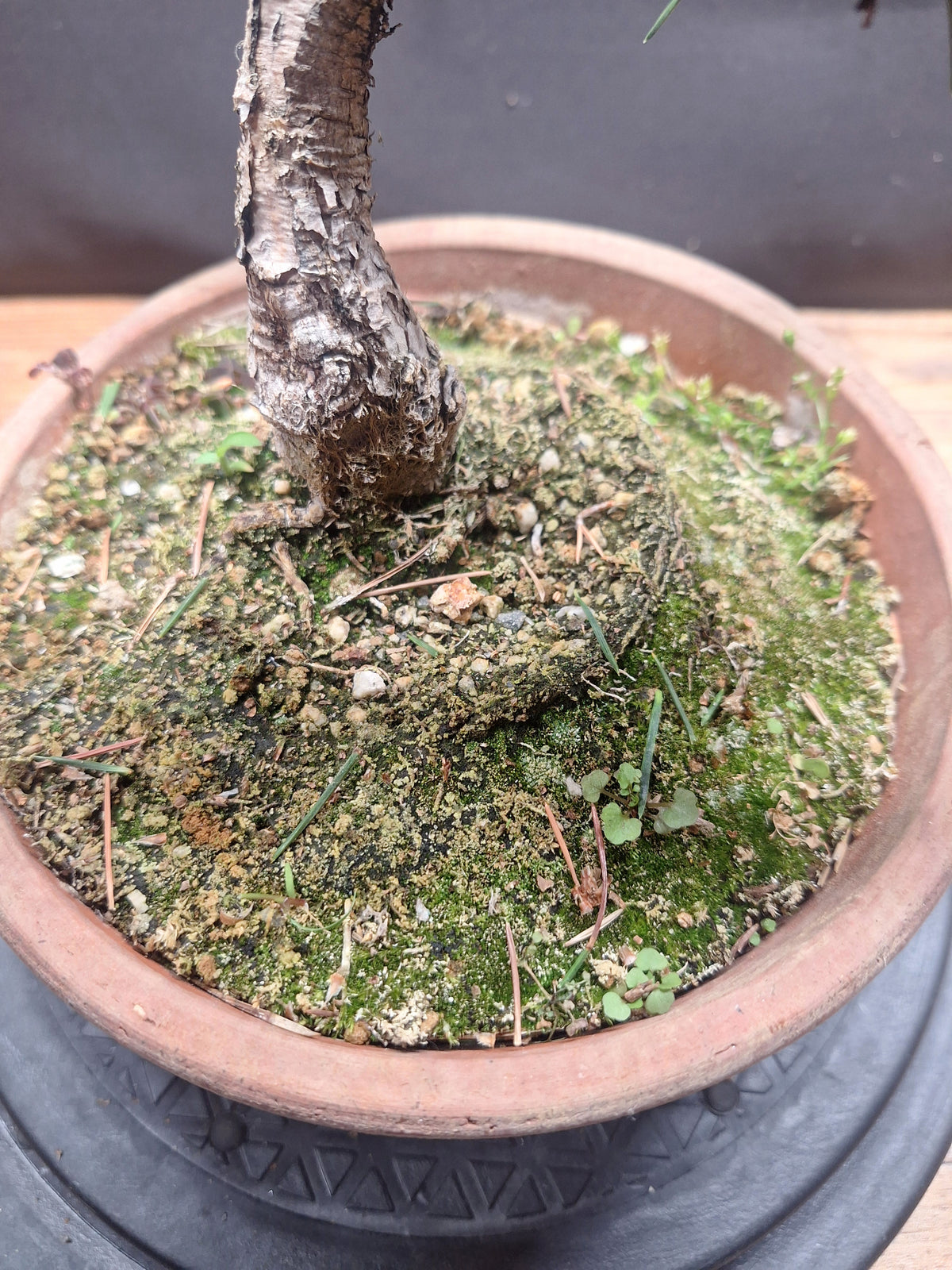 Japanese black pine Bonsai-Kobotuki #766