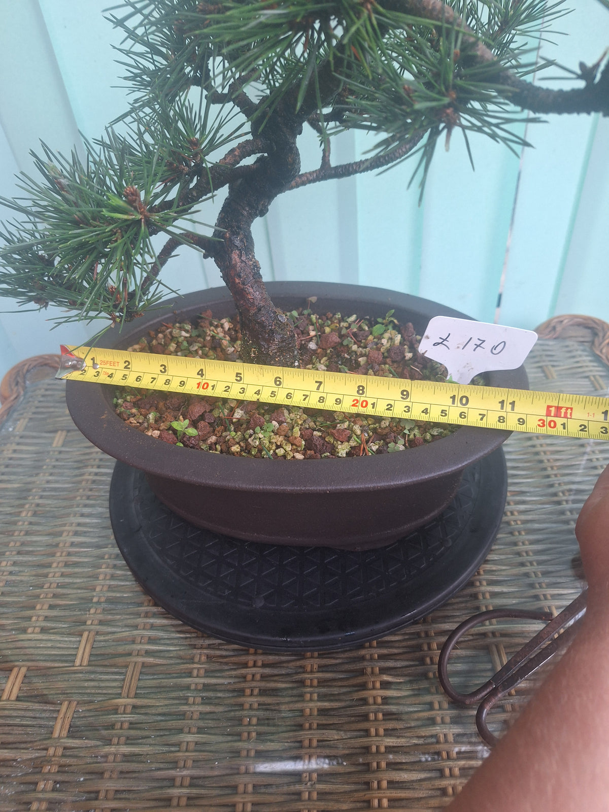 Japanese black pine bonsai tree kobotukii 20"