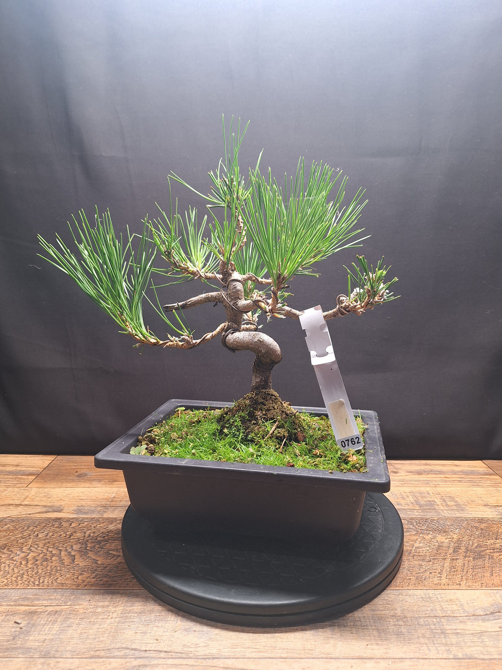 Japanese black pine bonsai tree -Pinus Thumbergii #762