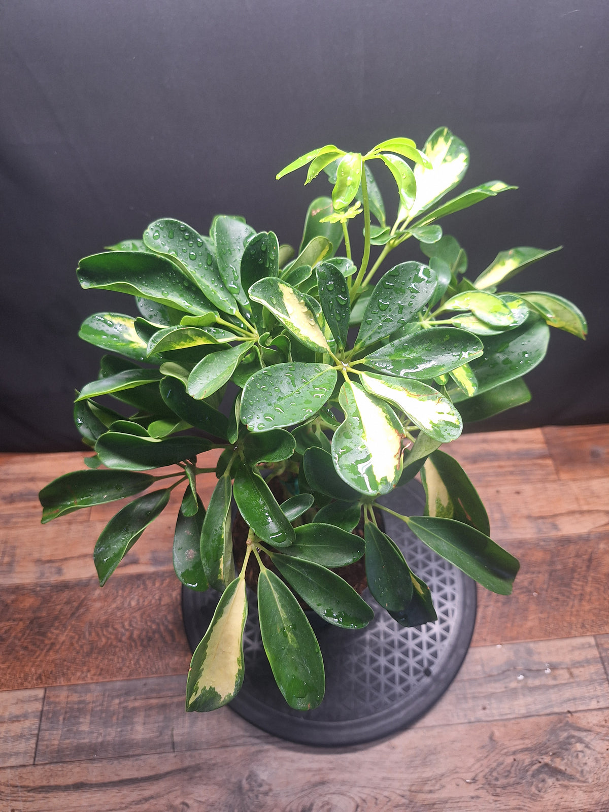 Umbrella Plant Pair – Schefflera | Variegated & Green Houseplants