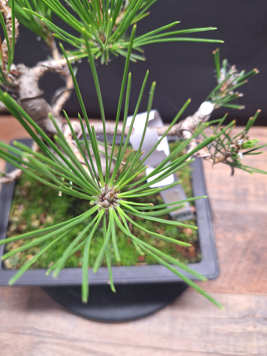Japanese black pine bonsai tree -Pinus Thumbergii #762