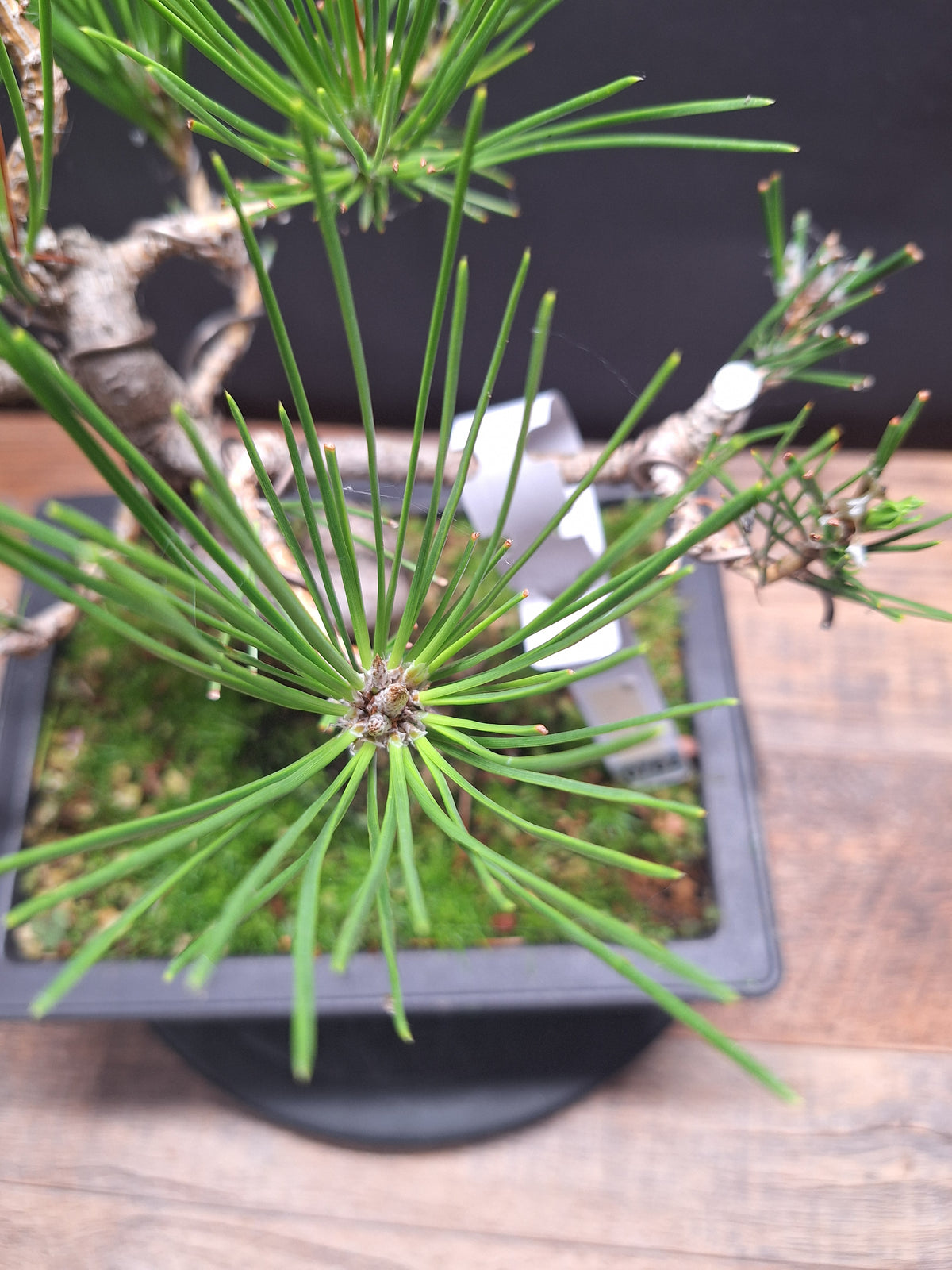 Japanese black pine bonsai tree -Pinus Thumbergii #762