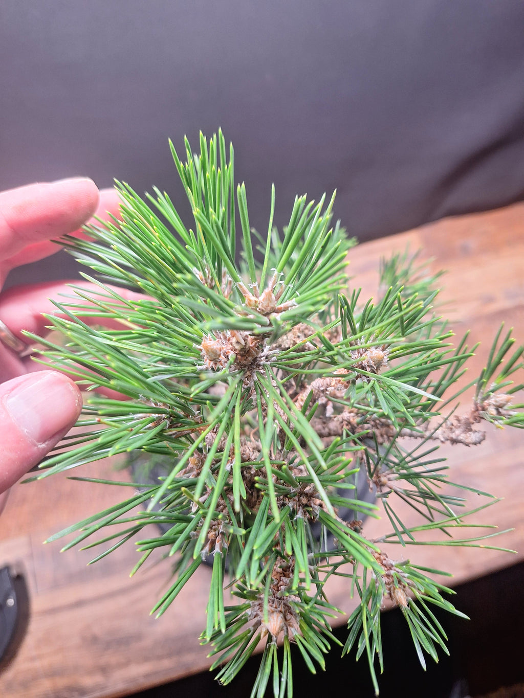 Japanese black pine Bonsai-Kobotuki #766