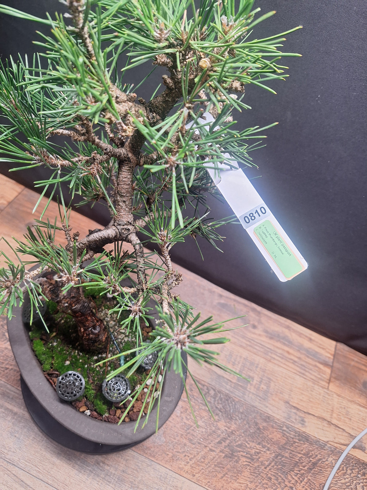Japanese black pine Bonsai -Pinus Thumbergii Kobotuki #810