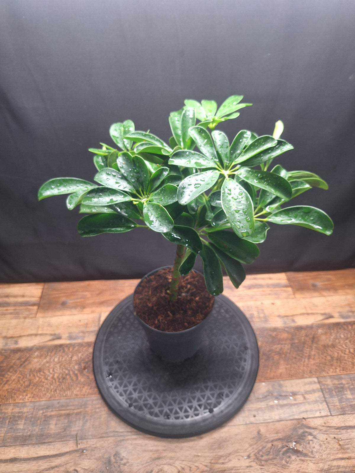 Umbrella Plant Pair – Schefflera | Variegated & Green Houseplants