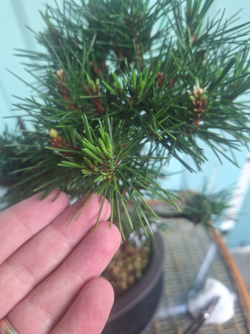 Japanese black pine bonsai tree kobotukii 20"