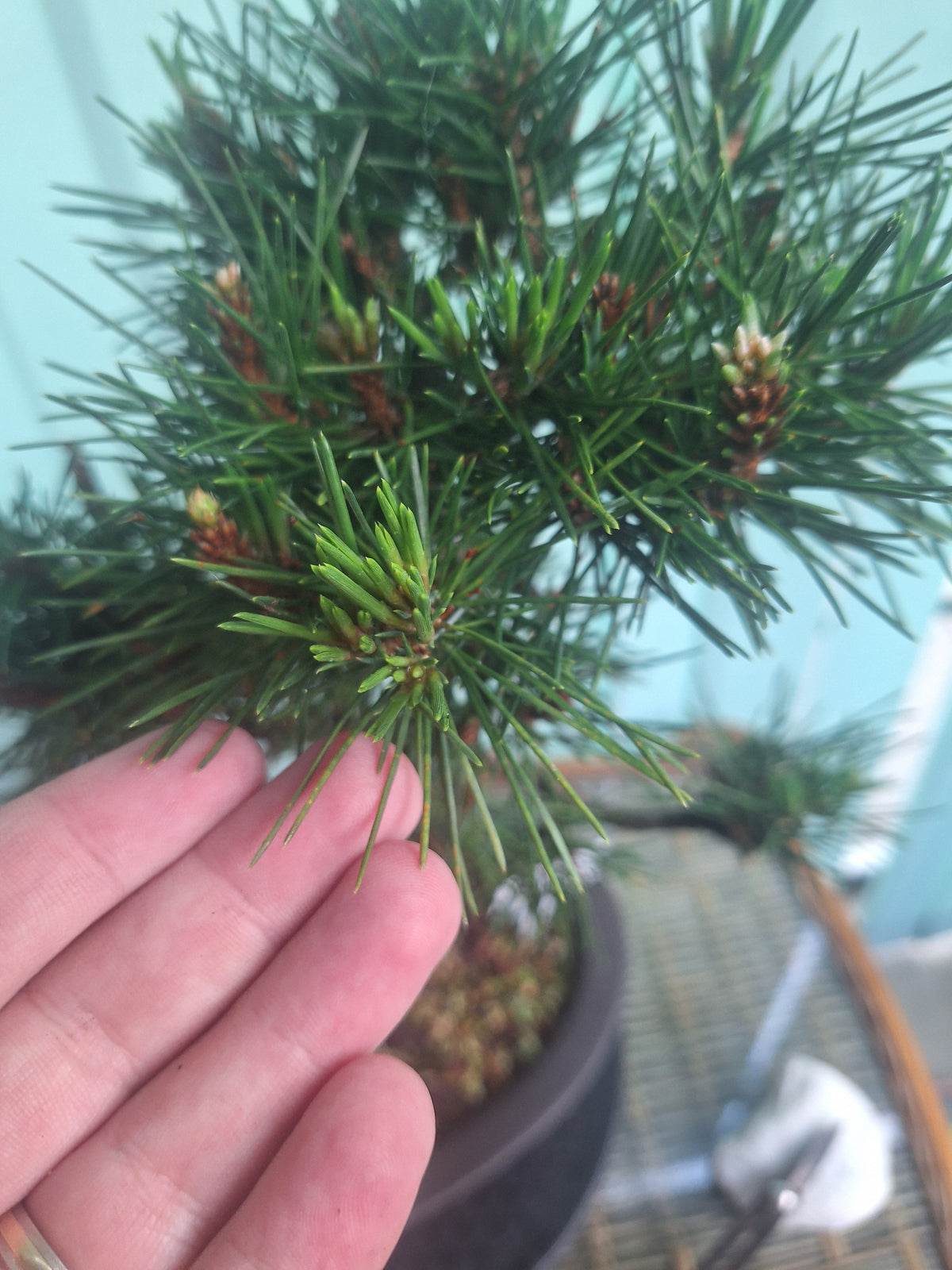 Japanese black pine bonsai tree kobotukii 20"