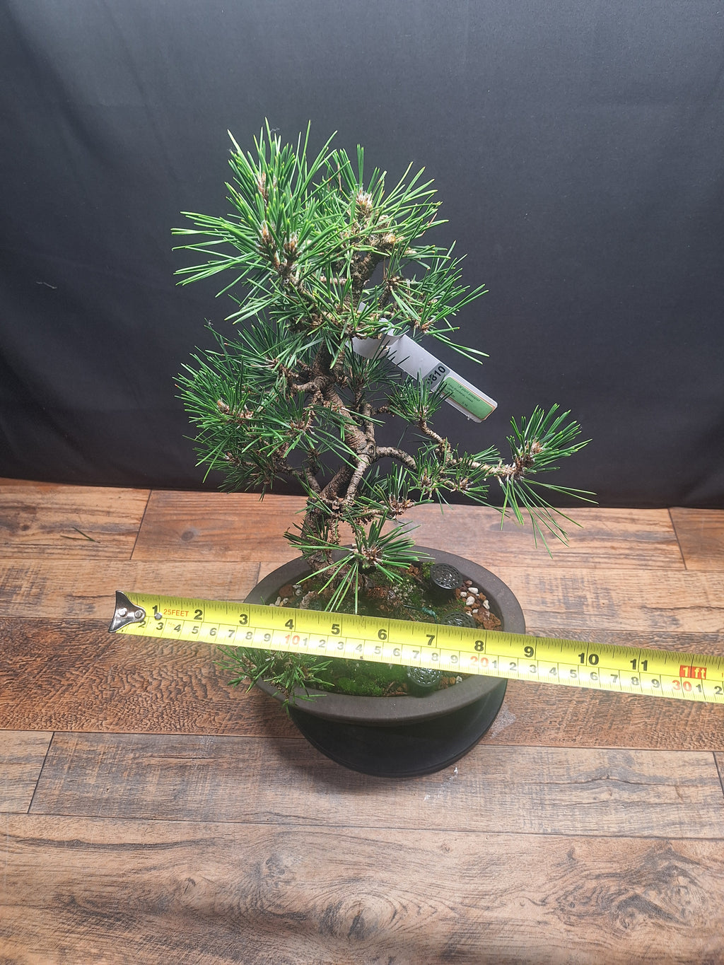 Japanese black pine Bonsai -Pinus Thumbergii Kobotuki #810
