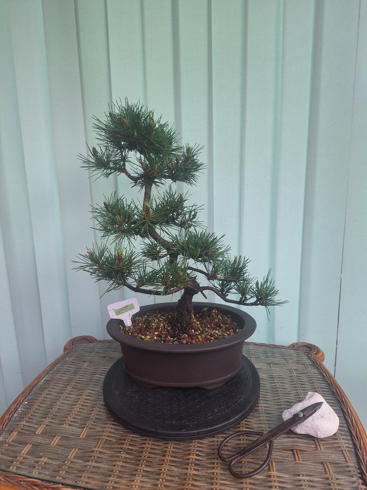 Japanese black pine bonsai tree kobotukii 20"