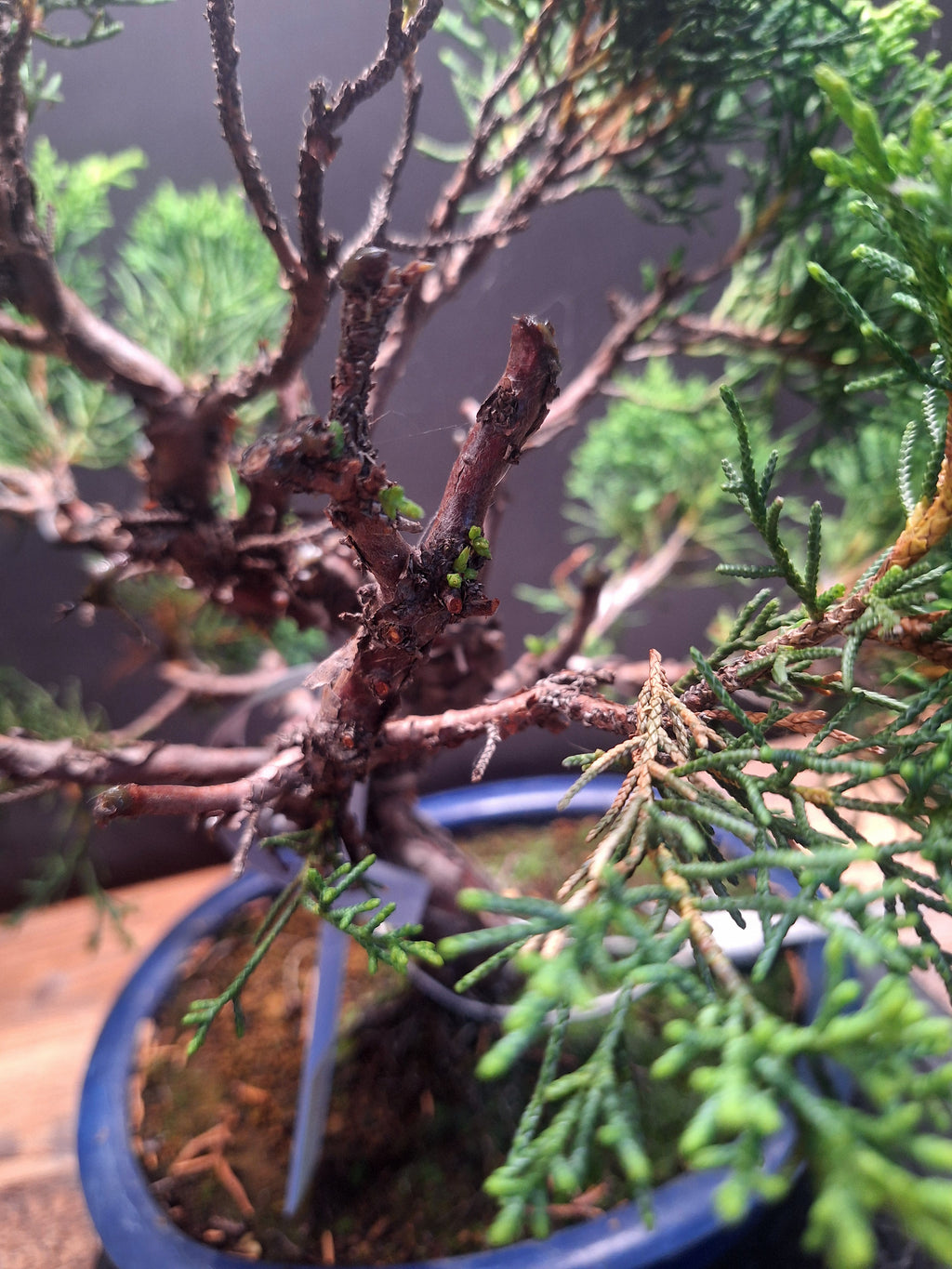 Japanese import Juniper Bonsai tree #694