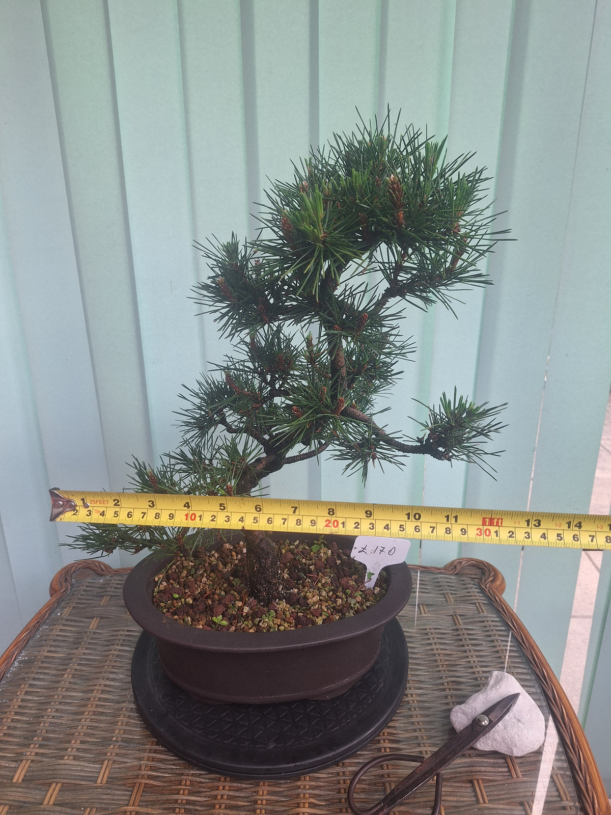 Japanese black pine bonsai tree kobotukii 20"