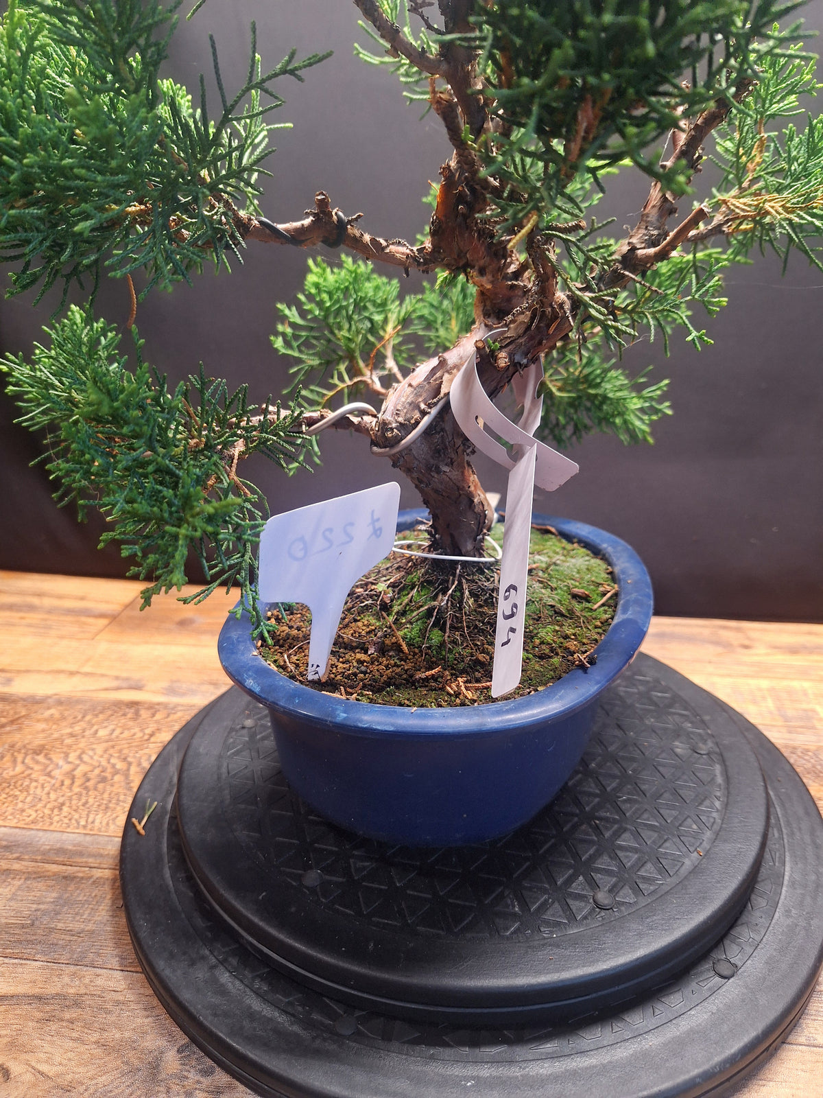 Japanese import Juniper Bonsai tree #694