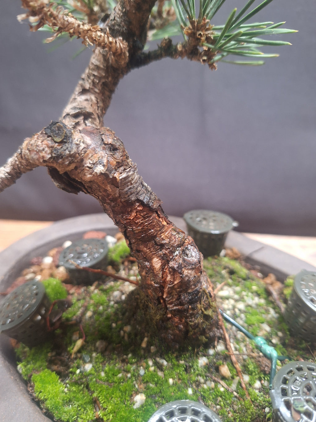 Japanese black pine Bonsai -Pinus Thumbergii Kobotuki #810