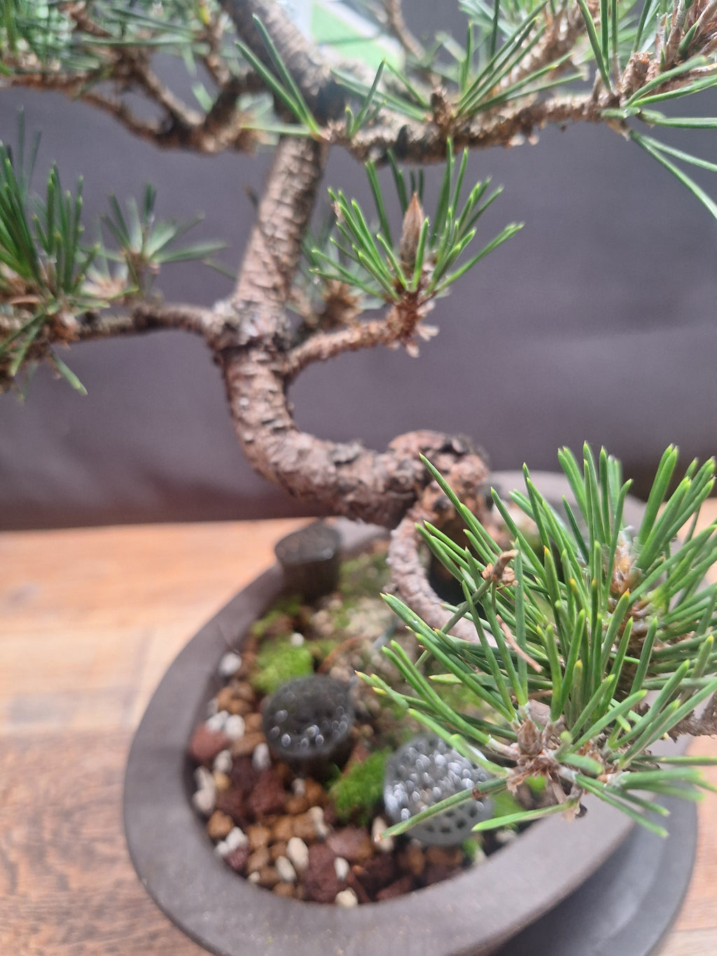 Japanese black pine Bonsai -Pinus Thumbergii Kobotuki #810