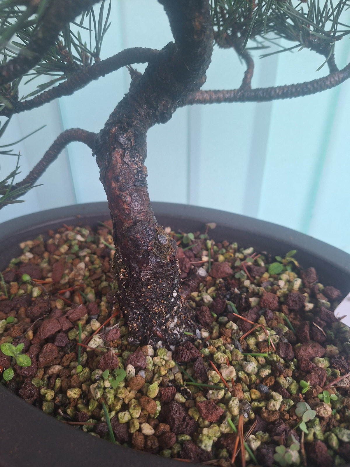 Japanese black pine bonsai tree kobotukii 20"