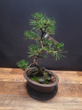 Japanese black pine Bonsai -Pinus Thumbergii Kobotuki #810