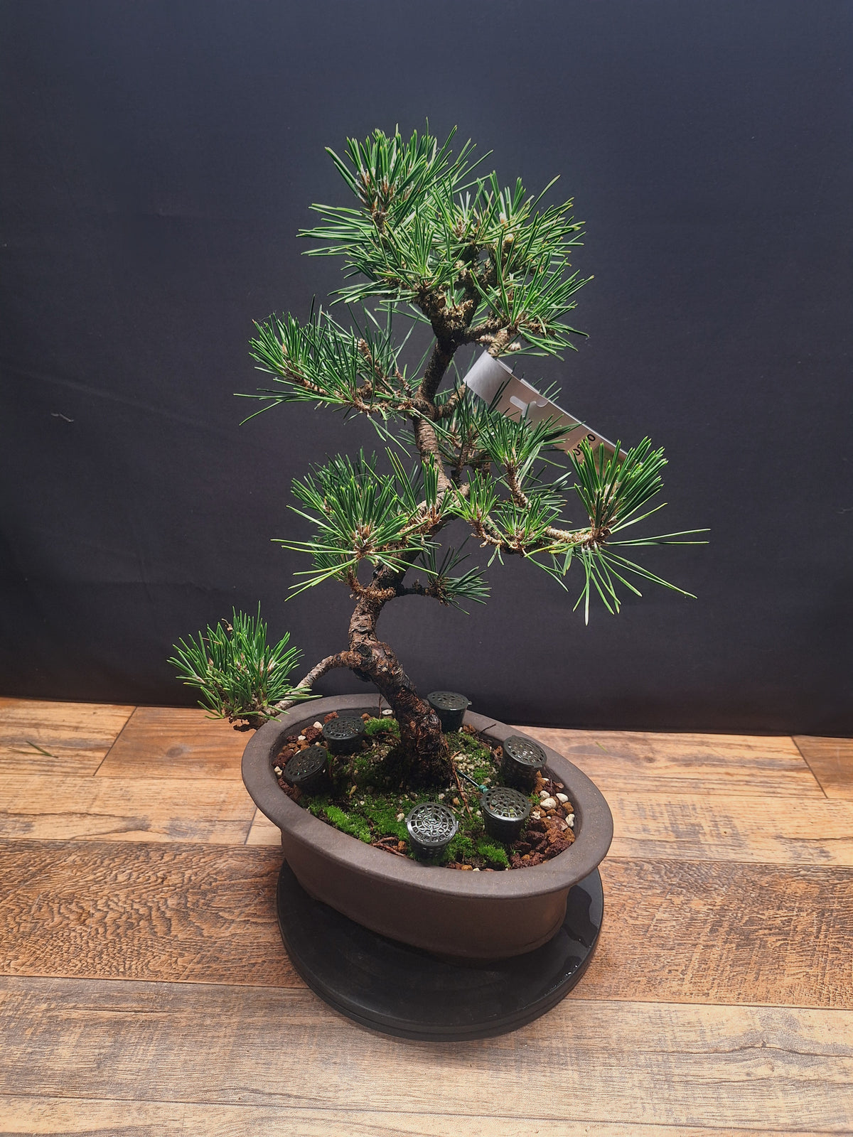 Japanese black pine Bonsai -Pinus Thumbergii Kobotuki #810