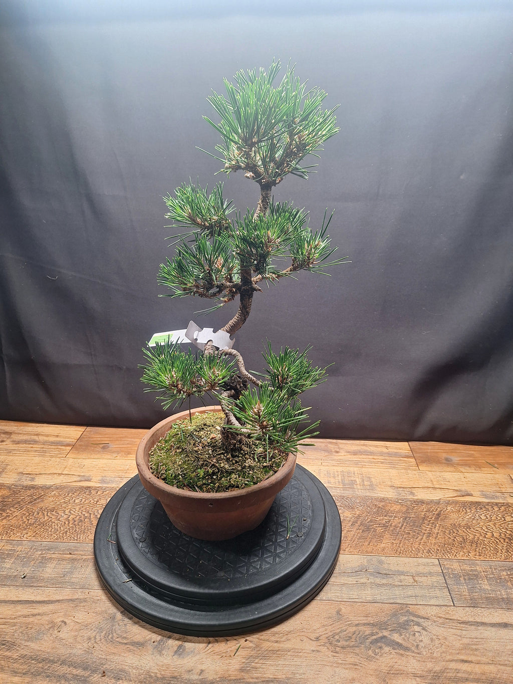 Japanese black pine Bonsai-Kobotuki #766