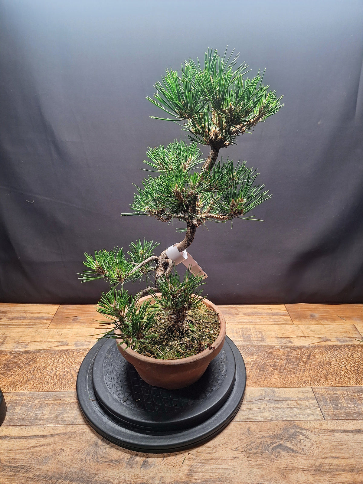 Japanese black pine Bonsai-Kobotuki #766