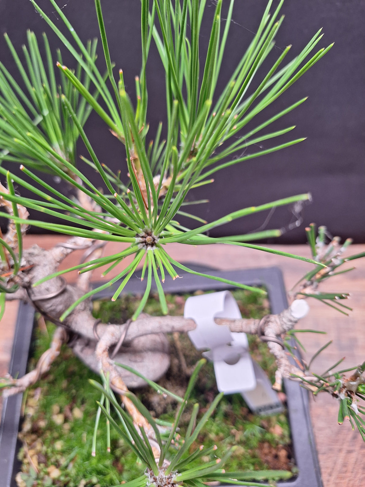 Japanese black pine bonsai tree -Pinus Thumbergii #762