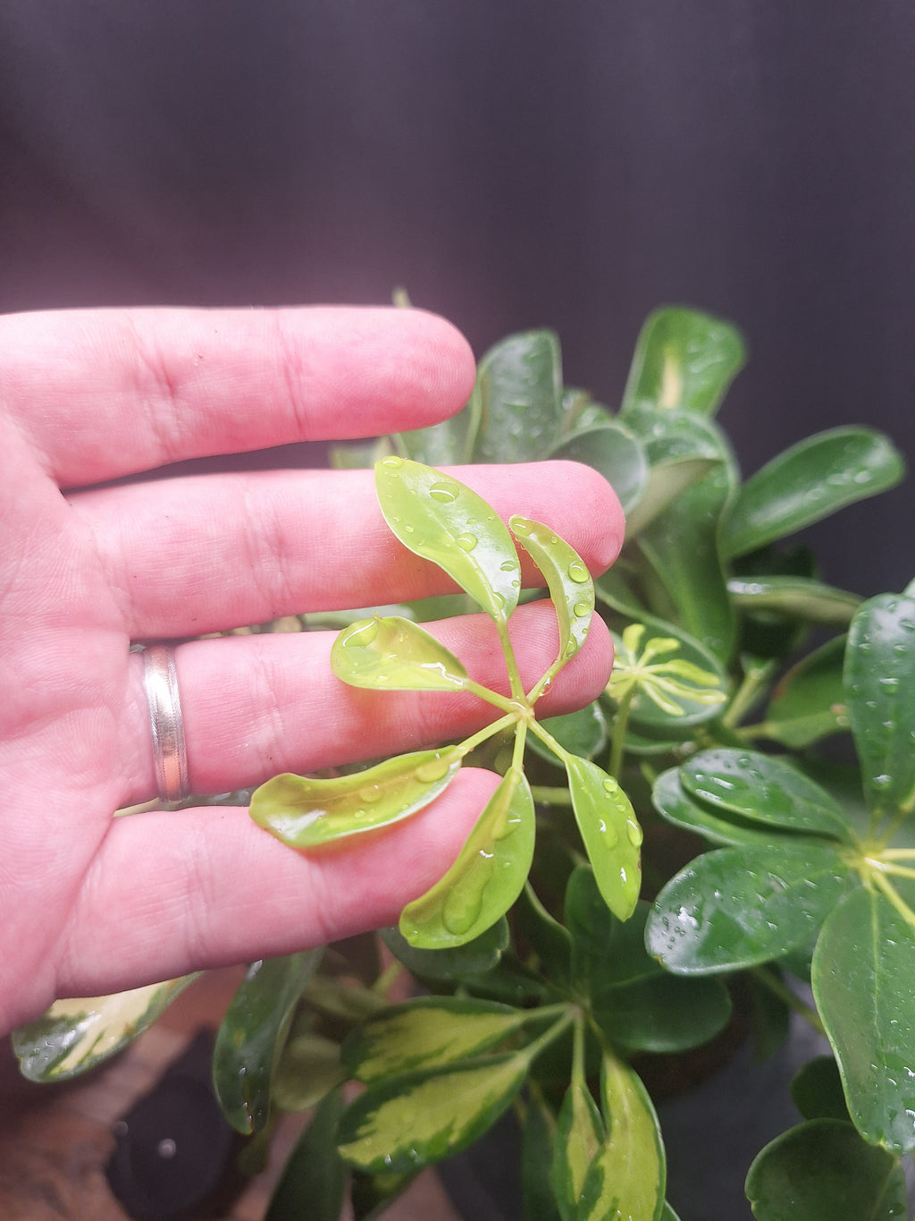 Umbrella Plant Pair – Schefflera | Variegated & Green Houseplants