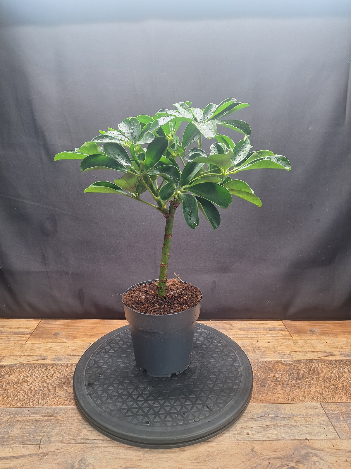 Umbrella Plant Pair – Schefflera | Variegated & Green Houseplants