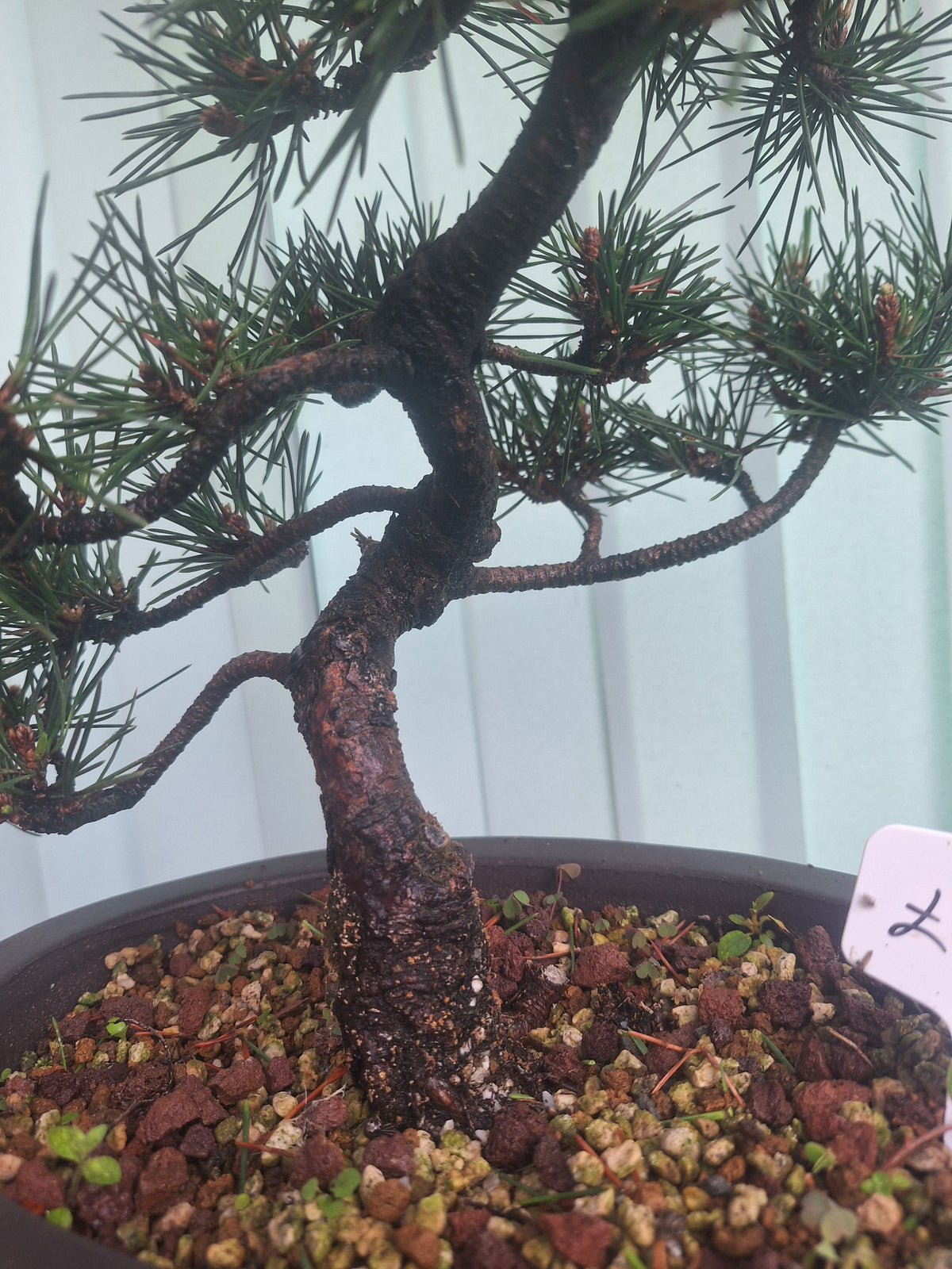 Japanese black pine bonsai tree kobotukii 20"