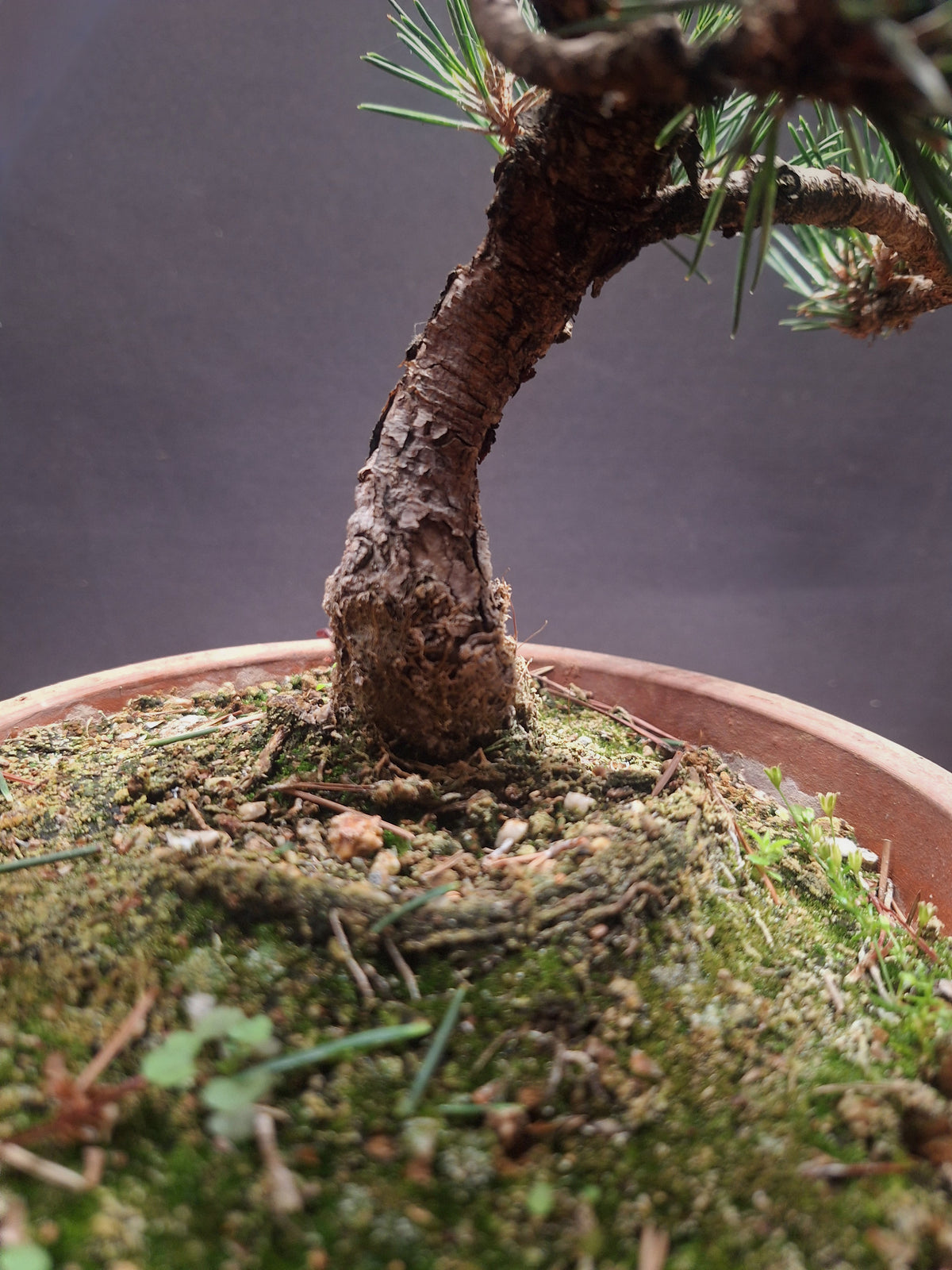 Japanese black pine Bonsai-Kobotuki #766