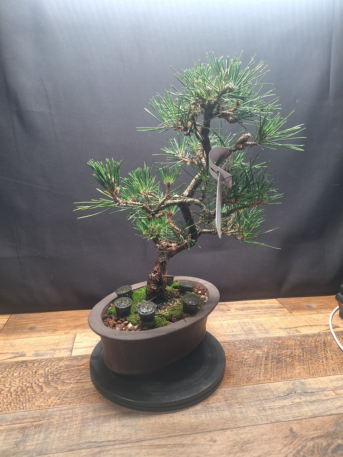 Japanese black pine Bonsai -Pinus Thumbergii Kobotuki #810