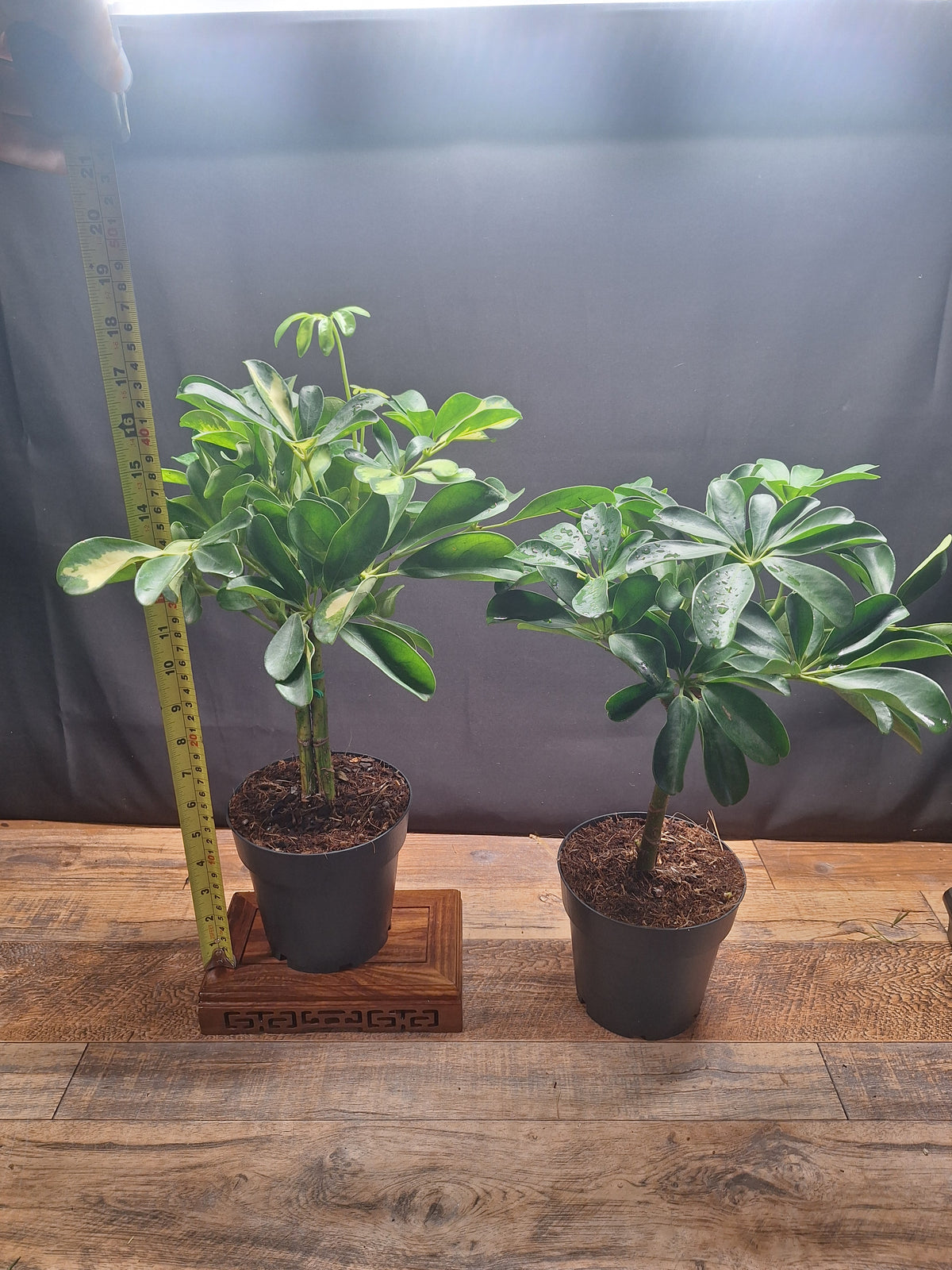 Umbrella Plant Pair – Schefflera | Variegated & Green Houseplants
