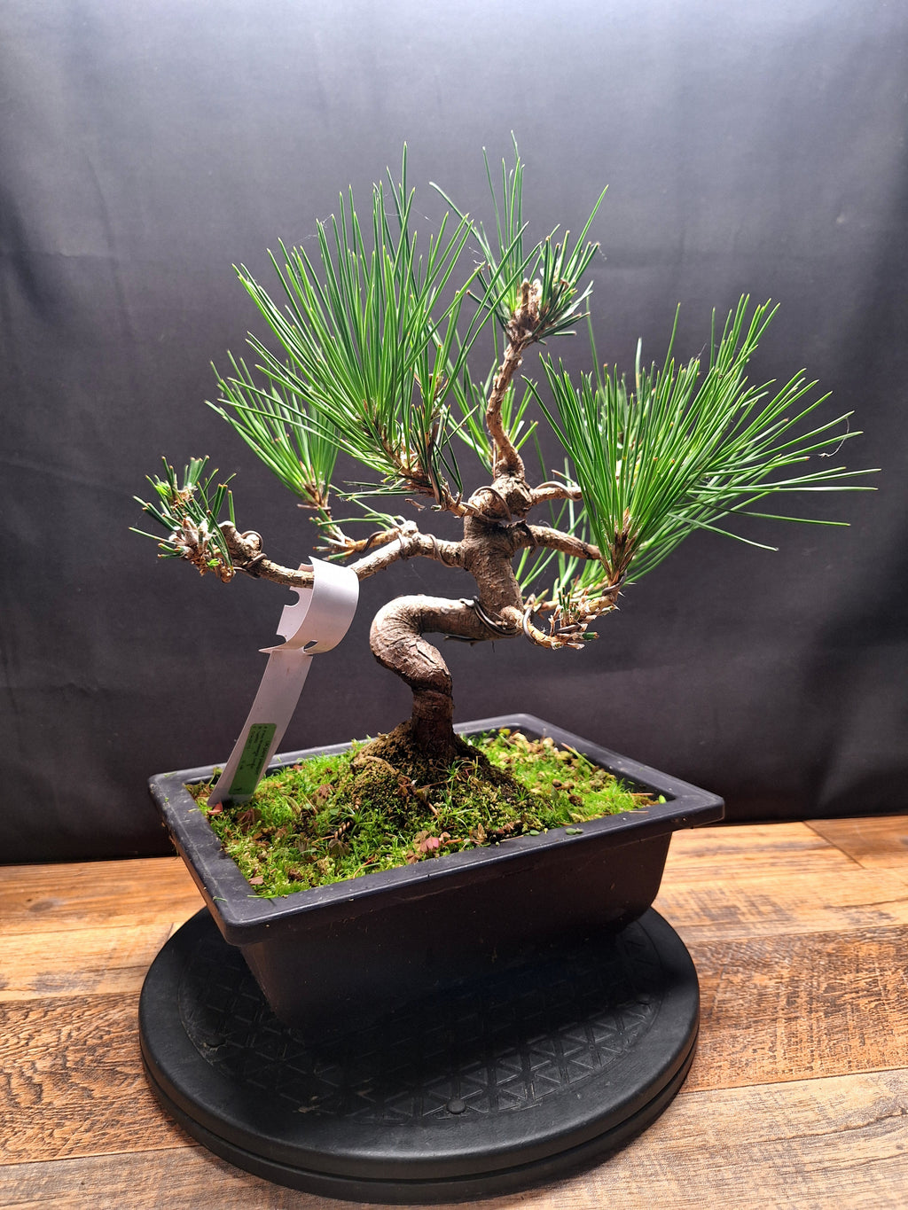 Japanese black pine bonsai tree -Pinus Thumbergii #762