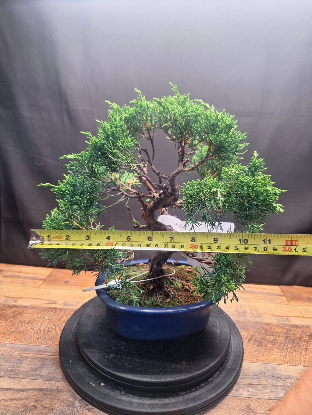 Japanese import Juniper Bonsai tree #694