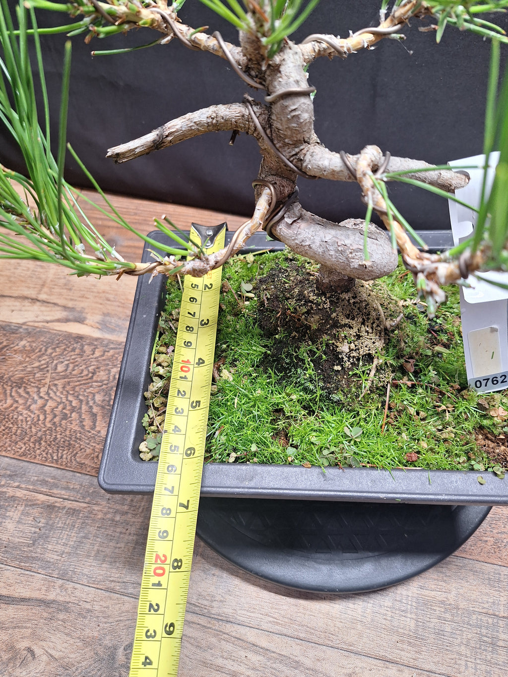 Japanese black pine bonsai tree -Pinus Thumbergii #762