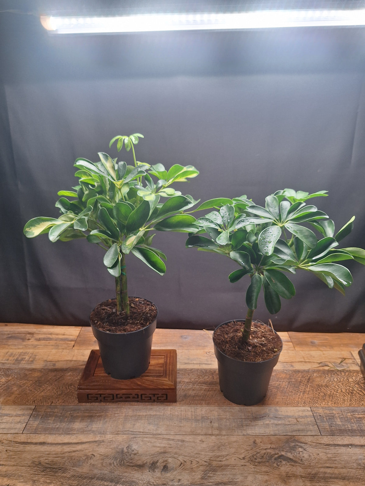 Umbrella Plant Pair – Schefflera | Variegated & Green Houseplants