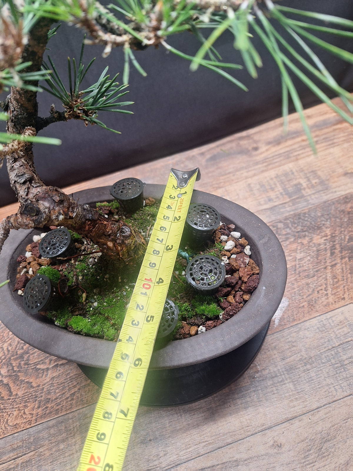 Japanese black pine Bonsai -Pinus Thumbergii Kobotuki #810