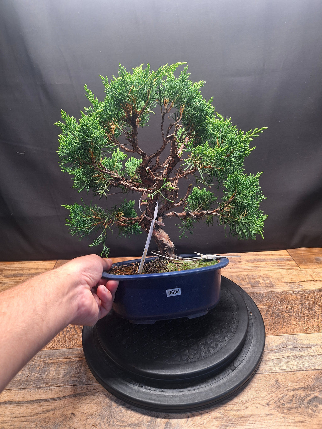 Japanese import Juniper Bonsai tree #694