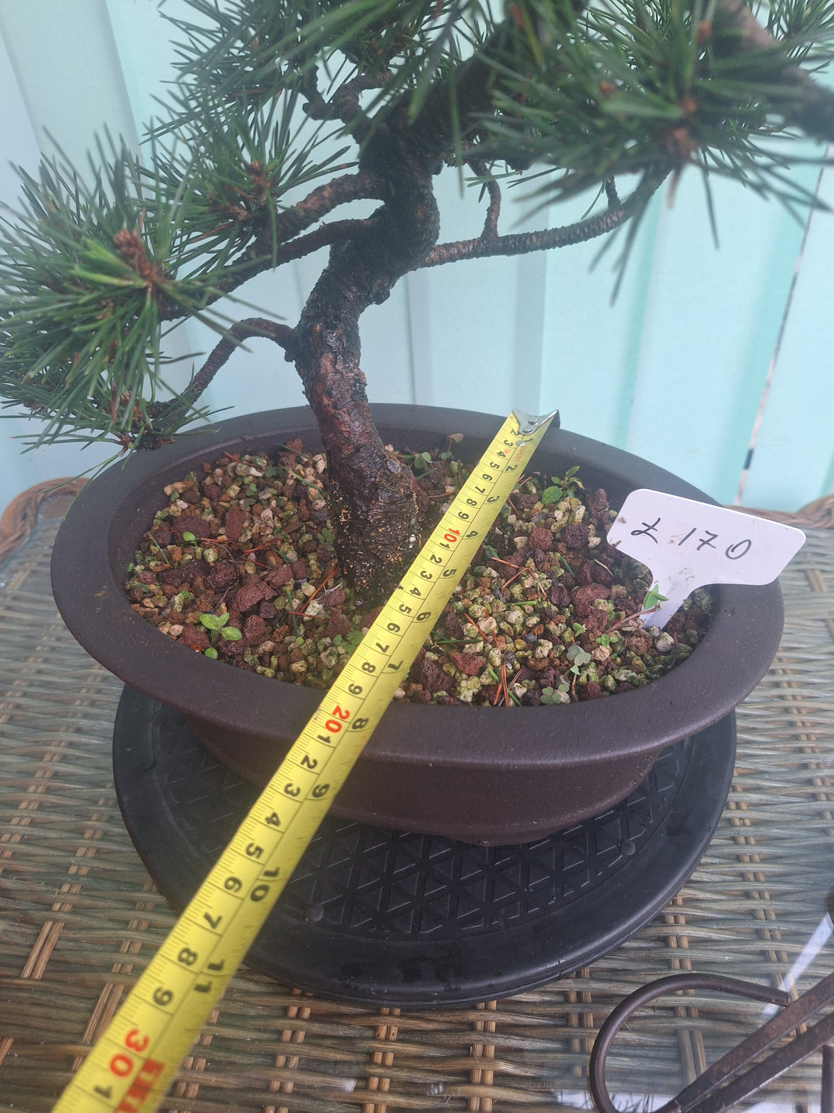 Japanese black pine bonsai tree kobotukii 20"