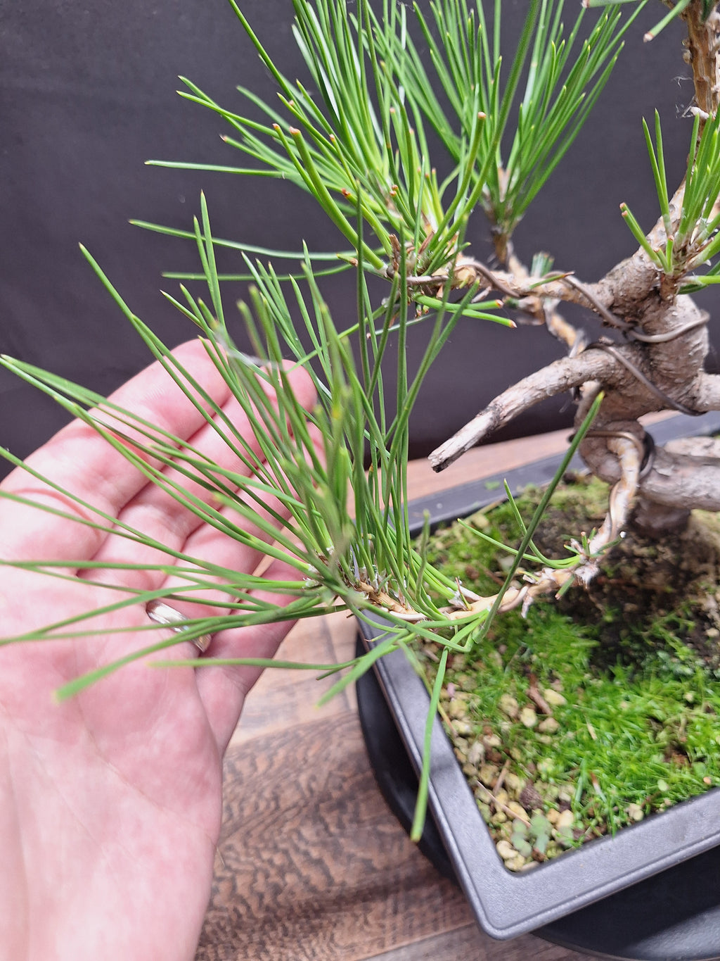 Japanese black pine bonsai tree -Pinus Thumbergii #762