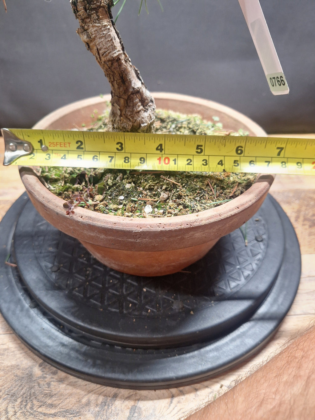 Japanese black pine Bonsai-Kobotuki #766